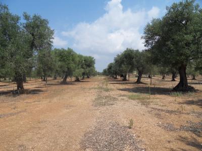 Masseria Le Celline - 12