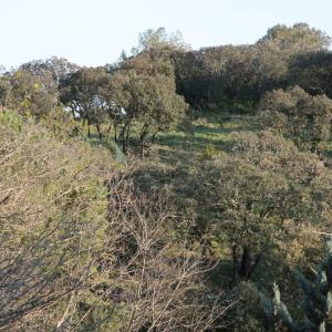 Bois des Espeisses - 18