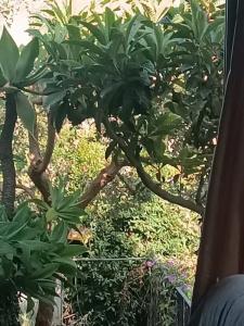 b&b Villa Lidia - 18