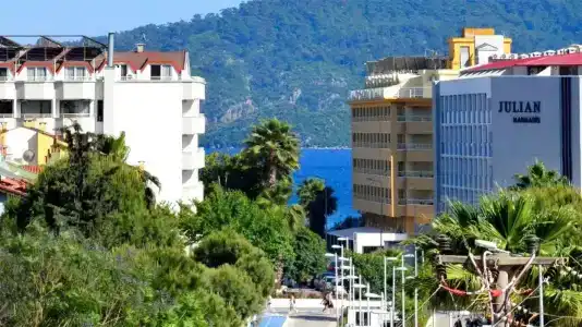 Green Palm - 13