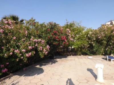 Paradise - 7