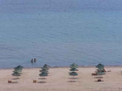 Palmera - 17