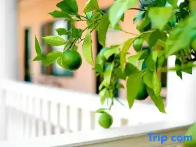 Planters Inn - - 118