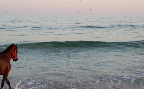 Beach - 23