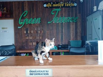 Green Terrace Resort - 26