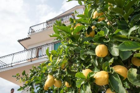 Residence Oleandro - 88