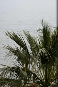 Windsor - 52