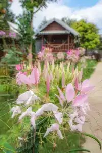 Family Hut - 74