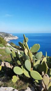 Volito & Resort - 12