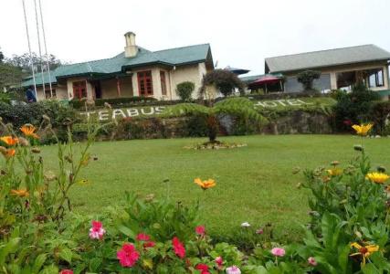 Tea Bush - 46