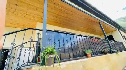 Bibos kokhi - 35