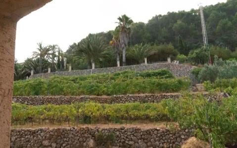 Son Borguny - 49