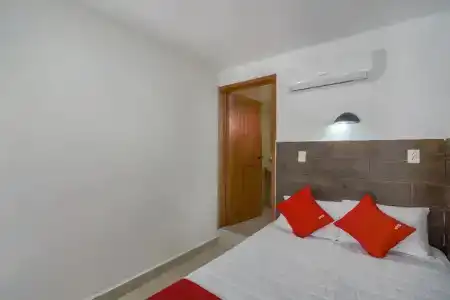Palma Real - 50