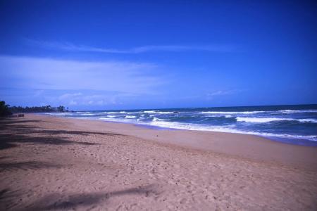 Whispering Palms - 12