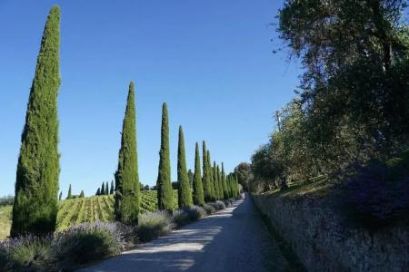 Wine Dievole - 49