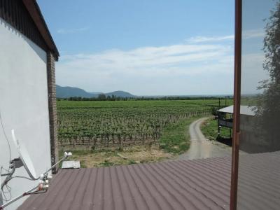 Shaloshvili's Cellar - 21