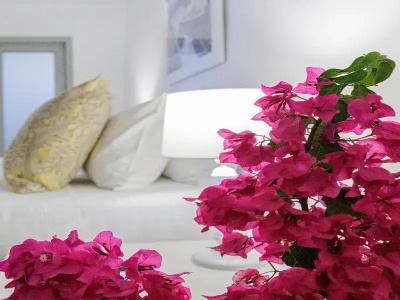 Desiterra Resort - 261