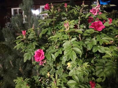Country Dream - Langholt 2 - 107