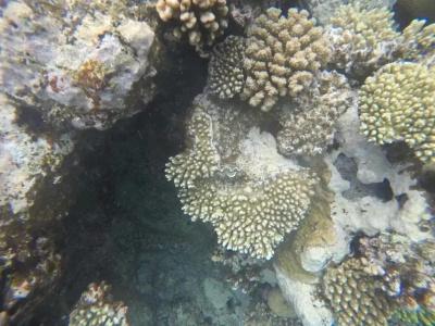 Star Of Dahab - 11