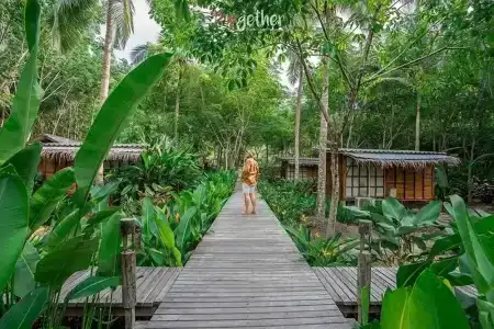 Jungle Koh - 42