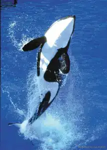 Holiday Inn San Antonio Northwest- Seaworld Area, An Ihg - 29
