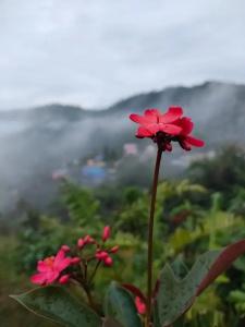 Khao Kho Tree Top - 25