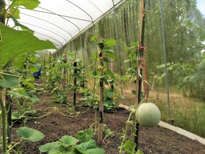 Somphoch Garden - 14