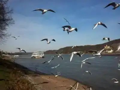 Rheinischer Hof - 3