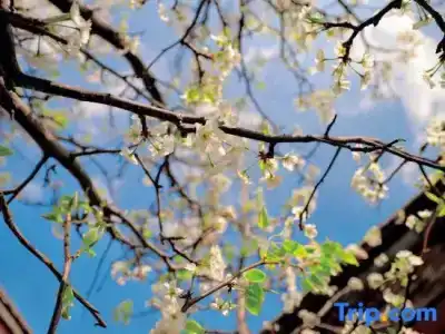 Lijiang Shuhe Yuannian - 83