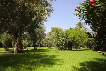 Al Assala Palmeraie - 55