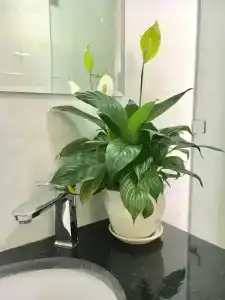 May House - 10