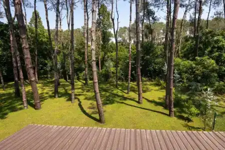 Buxus Shekvetili - 50