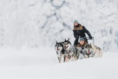 Wilderness & Igloos Inari - 21
