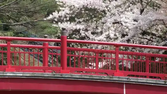Maple Arima - 21
