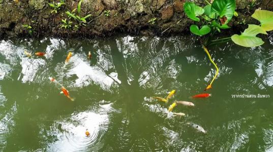 Warakorn Baansuan - 33