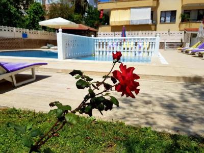 Palmen Apart - 16
