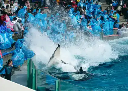 Kamogawa Sea World - 27