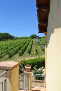 Tenuta Pizzogallo - 37