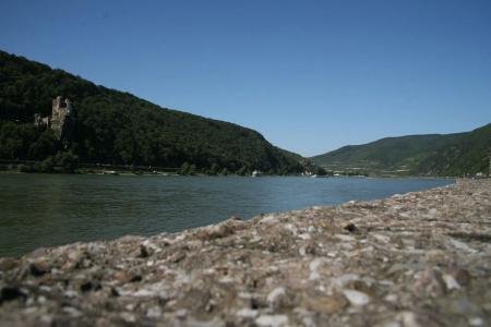 RheinLamm - 10