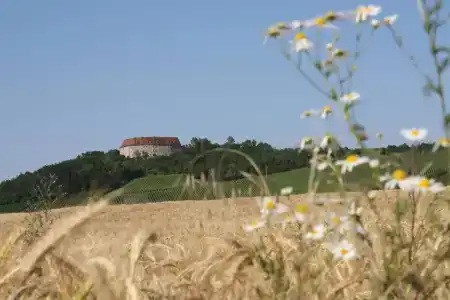 Schwarzer Adler - Garni - 11