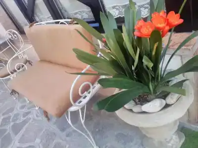 Orchidea - 10
