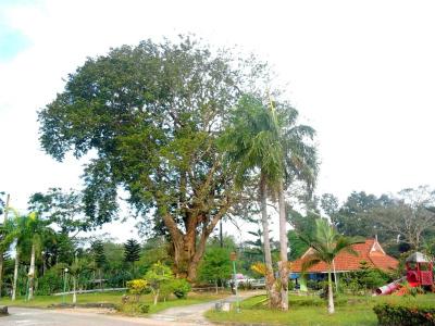 Ranong and Laguna - 9