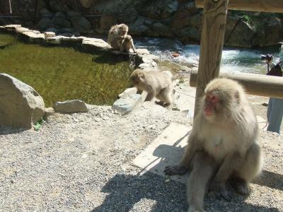 Shiga Park - 11