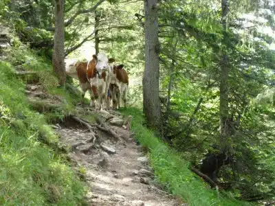 Ferienwohnungen am Westernberg - 10