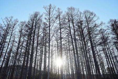 Highland Furano - 31