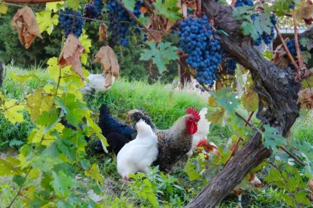 Poggio Al Vento - 38