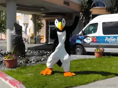 Puffin Inn - 11