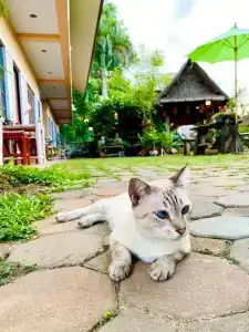 Thai Guesthouse - 43
