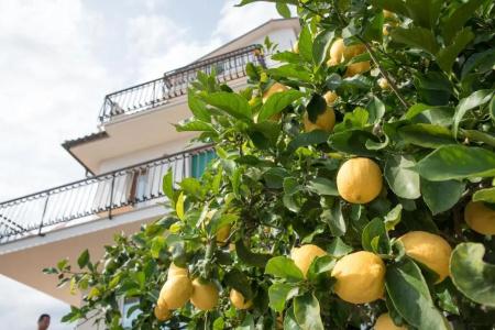 Residence Oleandro - 62