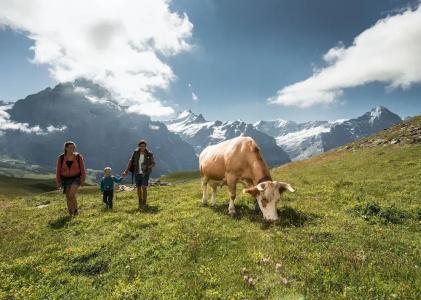 Alpenrose Wengen - zwischen Tradition und Moderne - 18